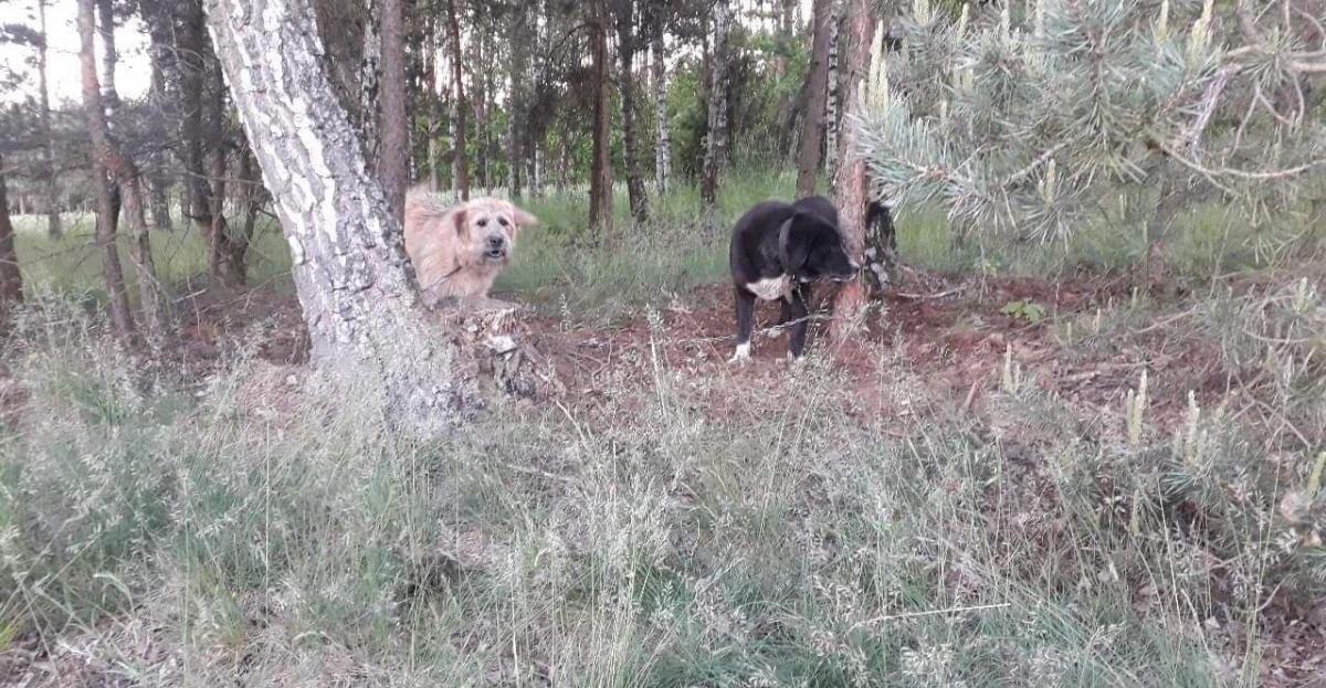Przywiązali psy do drzewa w środku lasu. Pozostawione na pewną śmierć