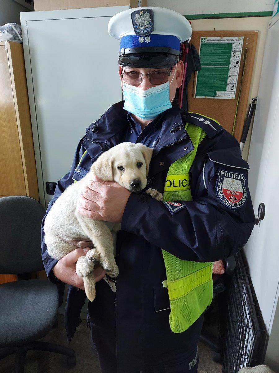 Wstrzymali ruch i uratowali szczeniaka