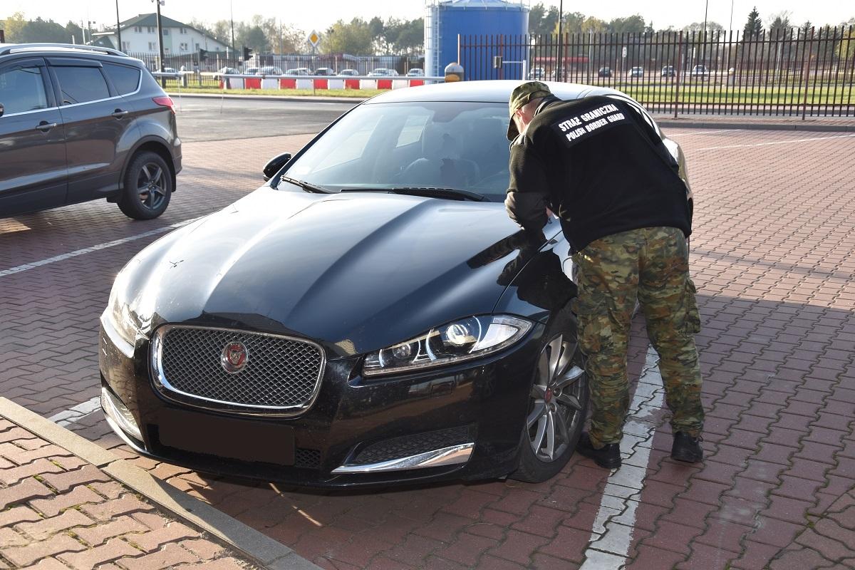 Chcieli wywieź Jaguara za granicę