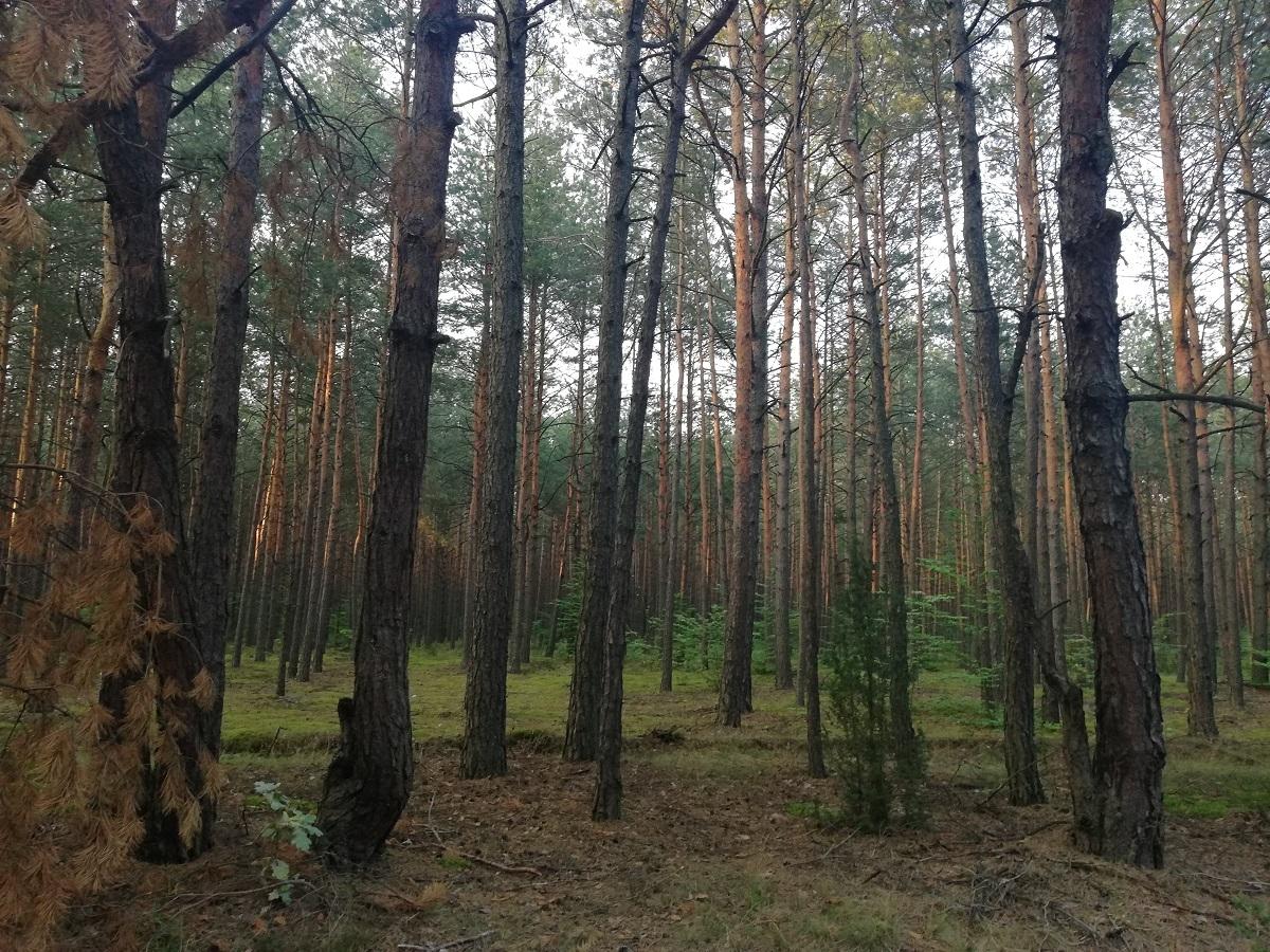 Do końca maja zakaz wstępu do lasu. Wszystko przez chrabąszcze