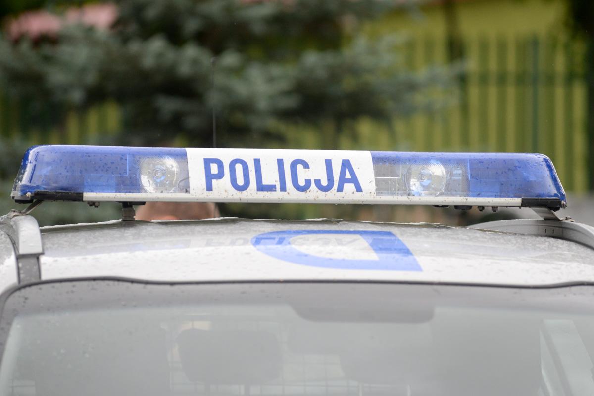 Łupem złodzieja padły sosny i dęby