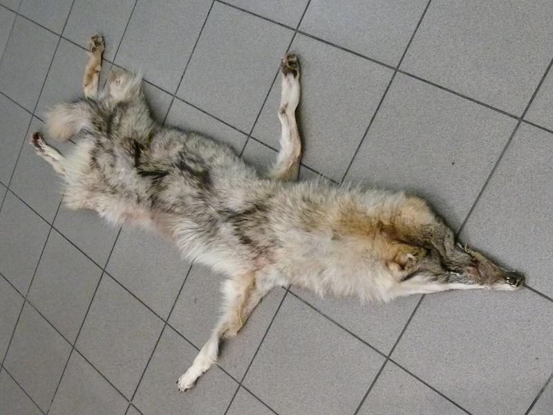 Skóra wilka nie przekroczyła granicy