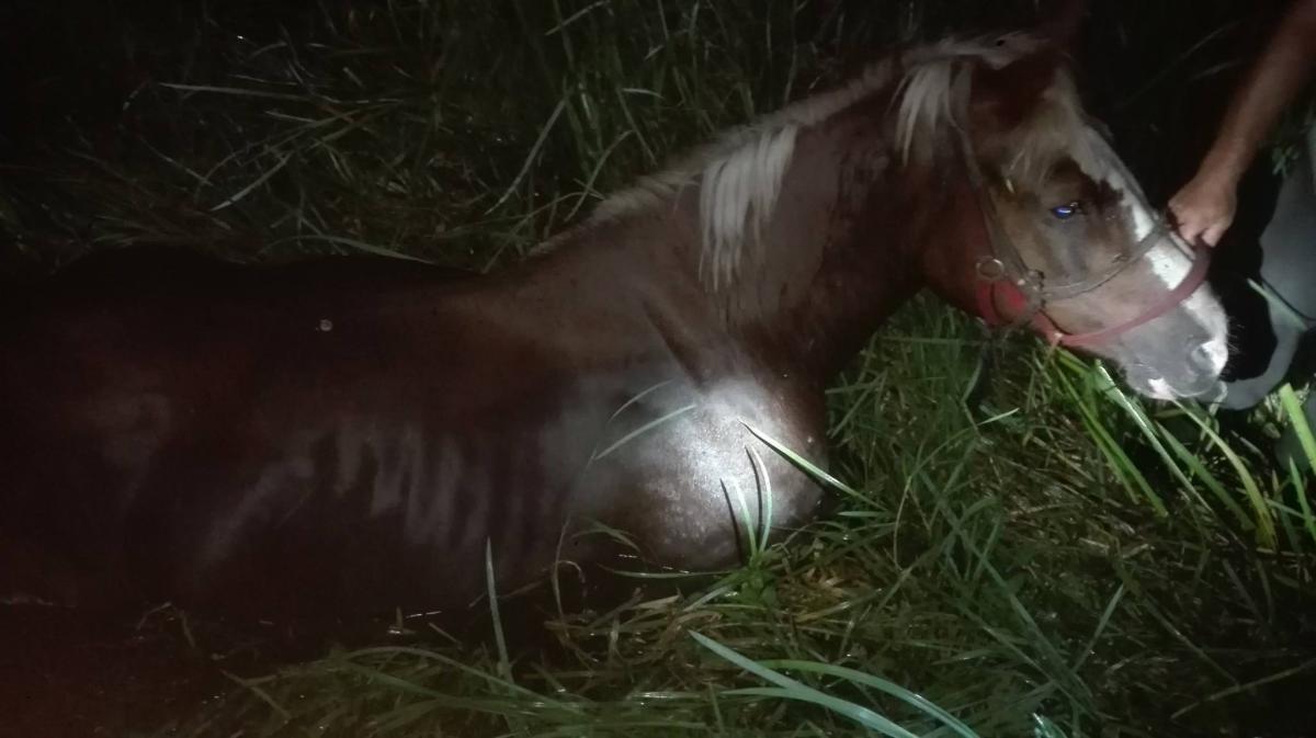 Uratowali konia. Wyciągali go z bagna