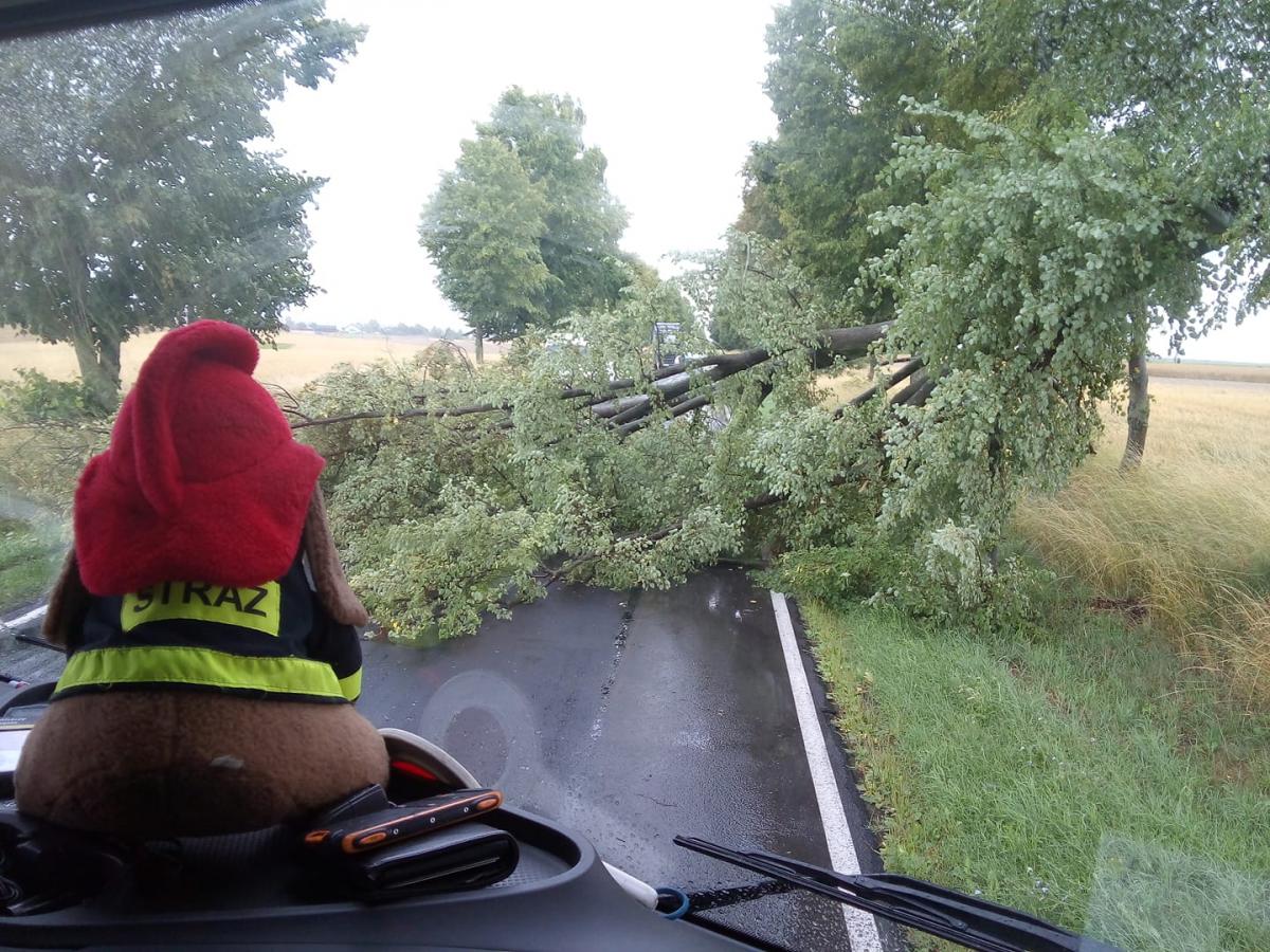 Gałęzie blokowały drogę