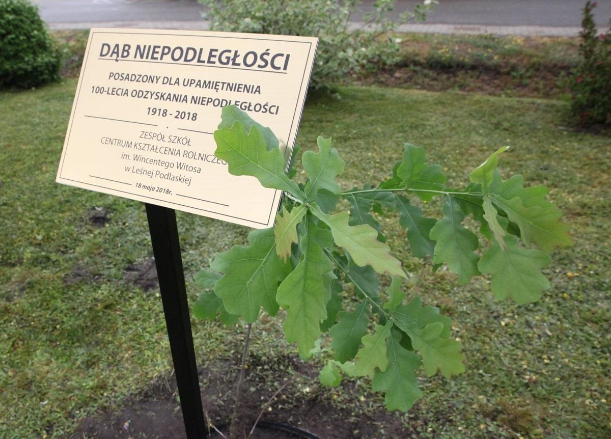 Uczniowie posadzili Dąb Niepodległości