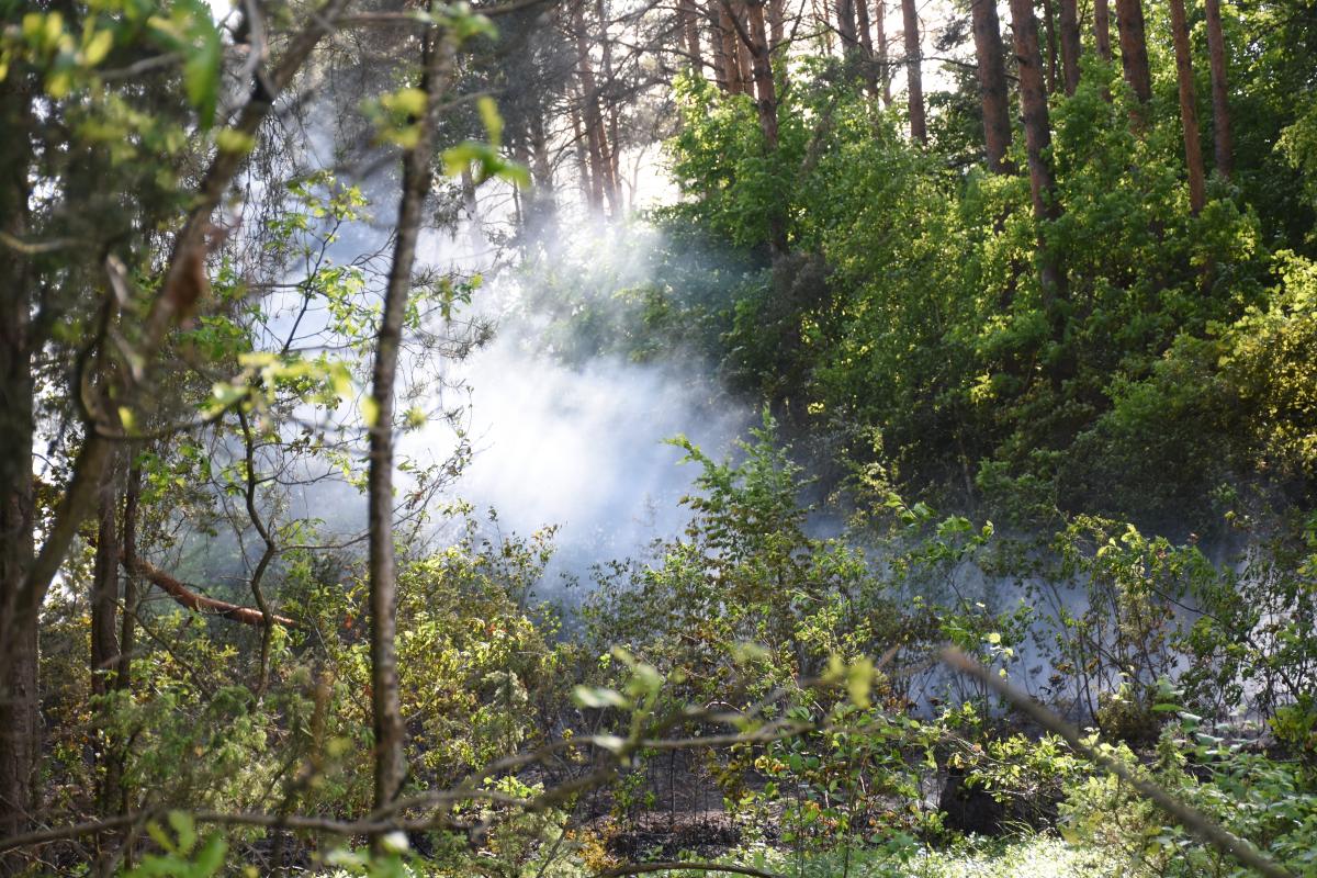 Pożar wywołała zerwana linia energetyczna