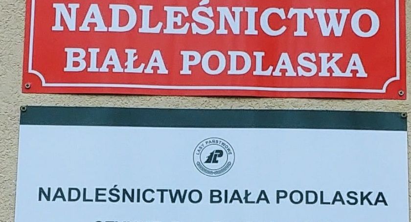Nadleśnictwo będzie usuwać chore i suche drzewa