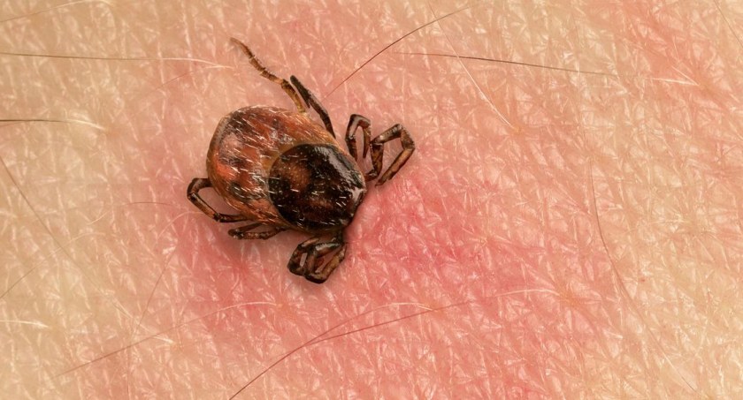Gmina Zalesie przeprowadziła badania wykrywające boreliozę