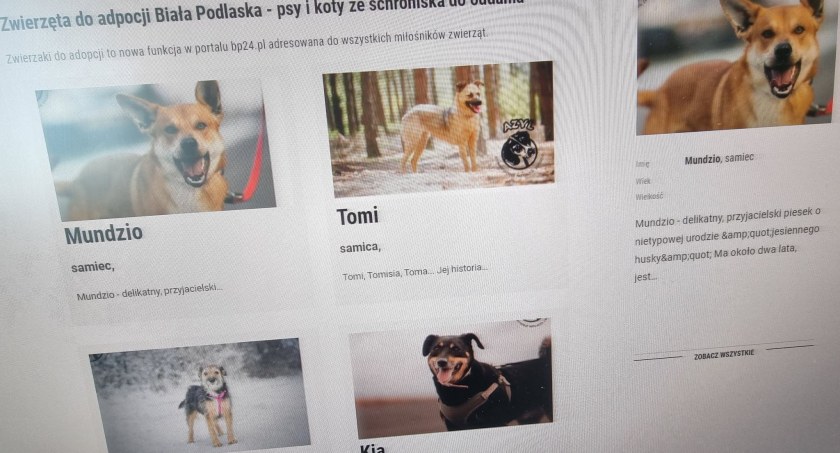 Wspólnie z bialskim azylem uruchamiamy dział adopcję zwierząt