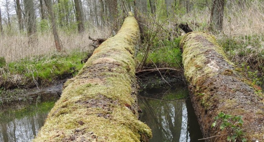 Koła łowieckie i starostwo posprzątają lasy