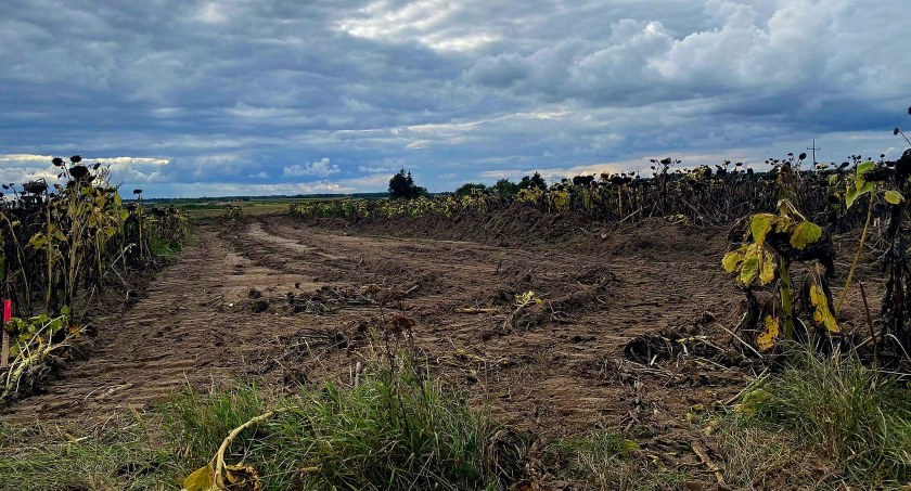 Ruszyły prace nad autostradą. Maszyny niszczą uprawy