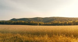 Od czego zależą średnie ceny pszenżyta w Polsce i ja&hellip;