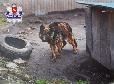 Znęcał się nad psem. Głodził i uwiązał zwierze