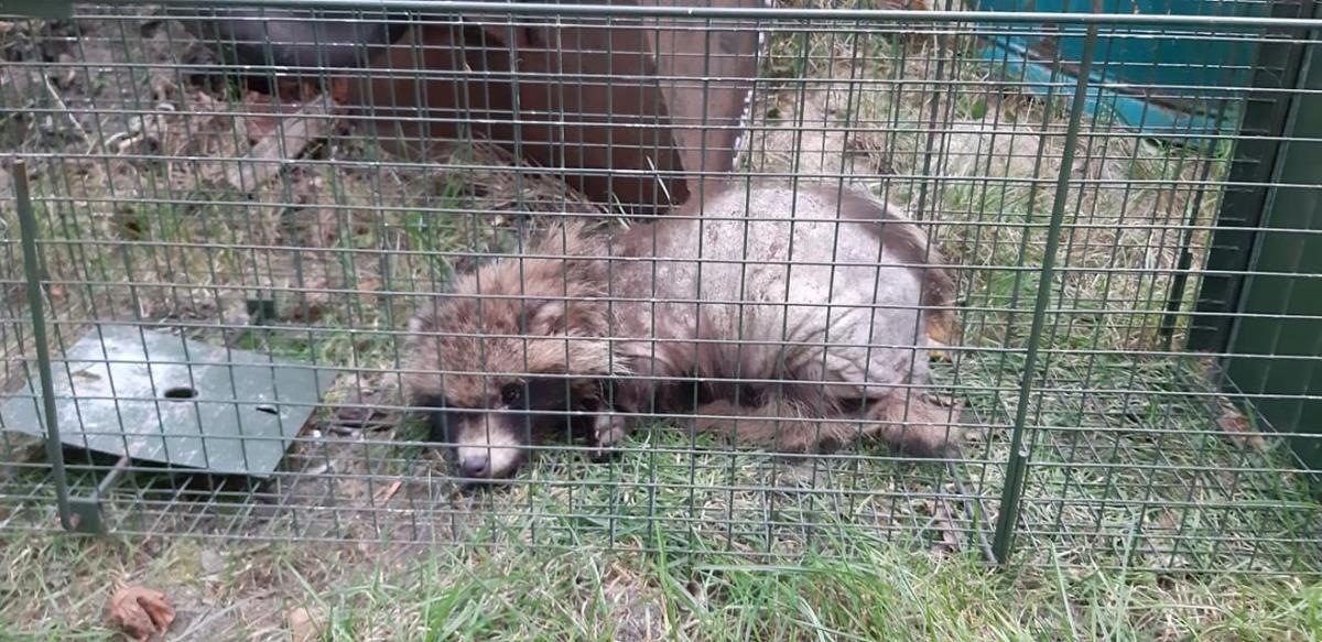 Strażnicy znaleźli jenota
