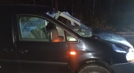 Łoś przechodził przez drogę. Wjechał w niego 20-latek
