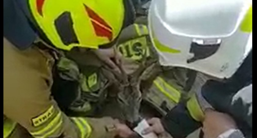 Sarenka w potrzasku. Uratowali ją strażacy ze Stoczka Łukowskiego (WIDEO)