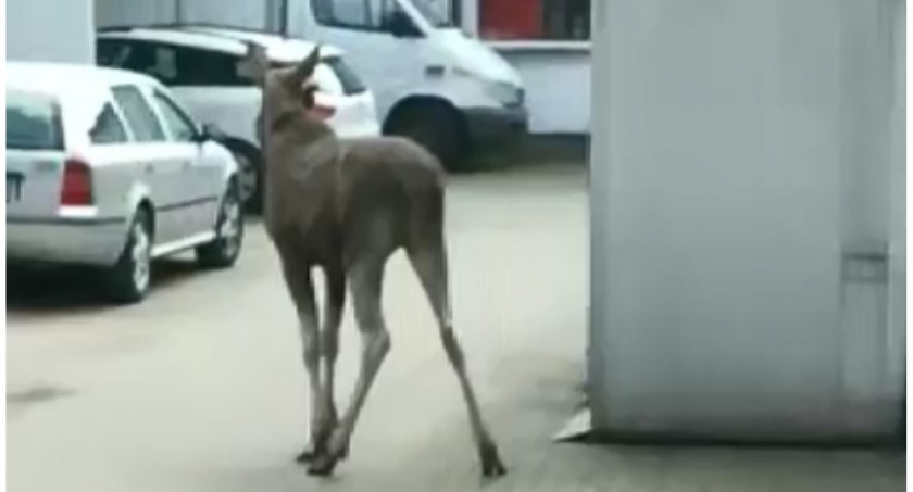 Dzikie spotkanie w centrum Łukowa: Łoś uśpiony i przetransportowany do lasu Kryńszczak