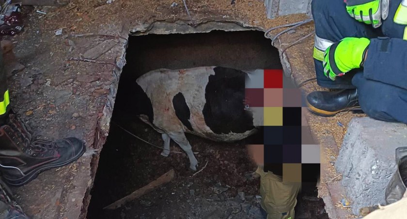 Krowa w tarapatach. Zwierzęciu pomogli strażacy (ZDJĘCIA) 