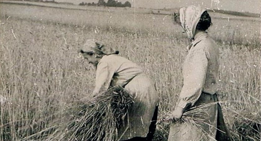 Żniwa 50 lat temu w Adamowie. Zobacz unikatowe zdjęcia z prac polowych u Państwa Dzido (ZDJĘCIA) 
