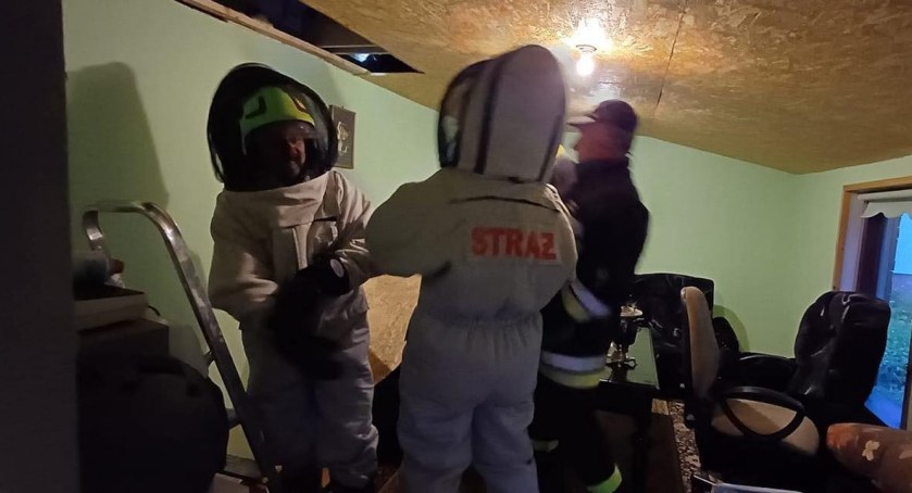 Szerszenie usunięte. Strażacy z Łazów w akcji! 