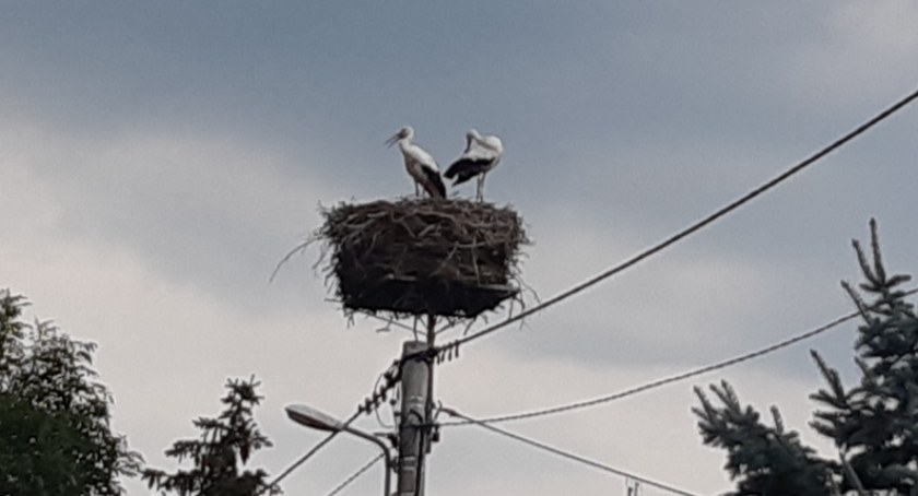 Brawa dla uczniów z Zespołu Szkół nr 1 w Łukowie! Zrobili 20 bocianich gniazd! 