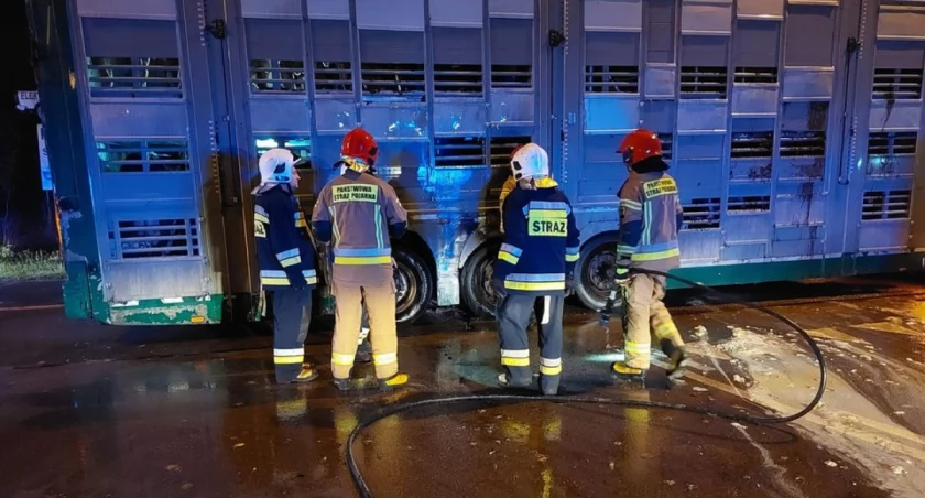 Dramatyczny pożar naczepy z bydłem! Skuteczna interwencja służb ratunkowych