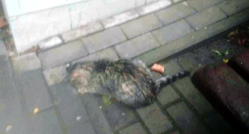 Dramatyczne zatrucie kota na osiedlu Chącińskiego w Łukowie wstrząsem dla mieszkańców!