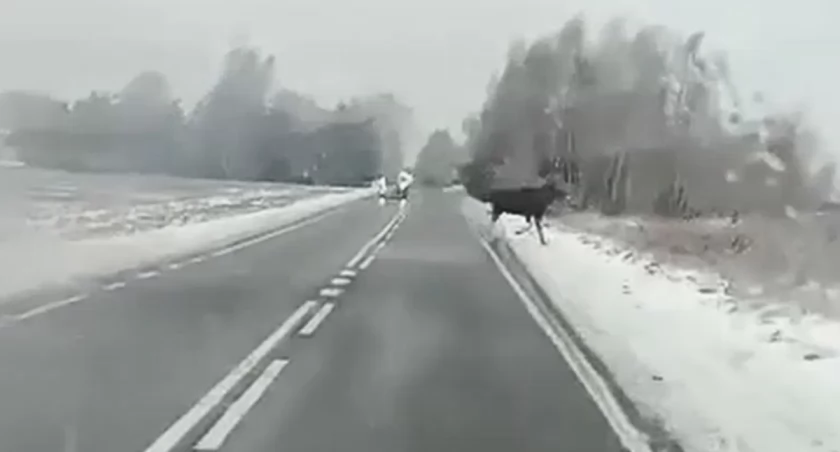 Uważajcie na dzikie zwierzęta! Niebezpieczeństwo na drodze w gminie Łuków