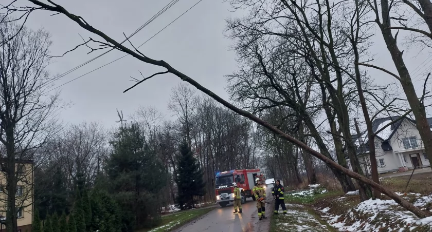 Pochylone drzewo nad drogą zagrażało kierowcom! 
