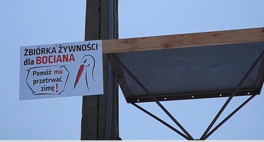 Trzebieszów. Bocian został na zimę. Opiekują się nim mieszkańcy.