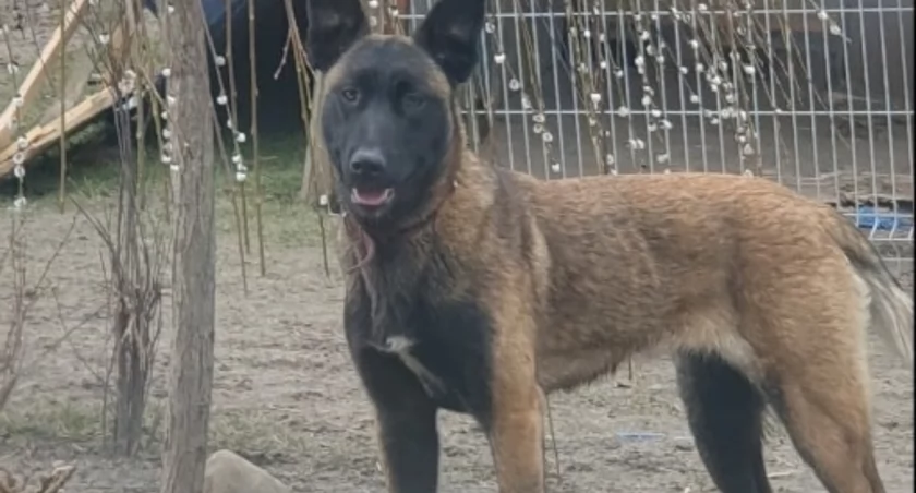 W Dębowicy zaginęła suczka Nela. Prośba o pomoc 