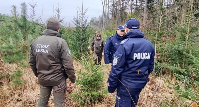 Policjanci tropią złodziei choinek! 