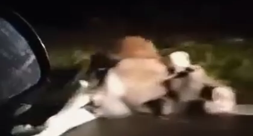 Łoś nagle wtargnął na drogę. Utrudnienia na trasie Luków - Wojcieszków 