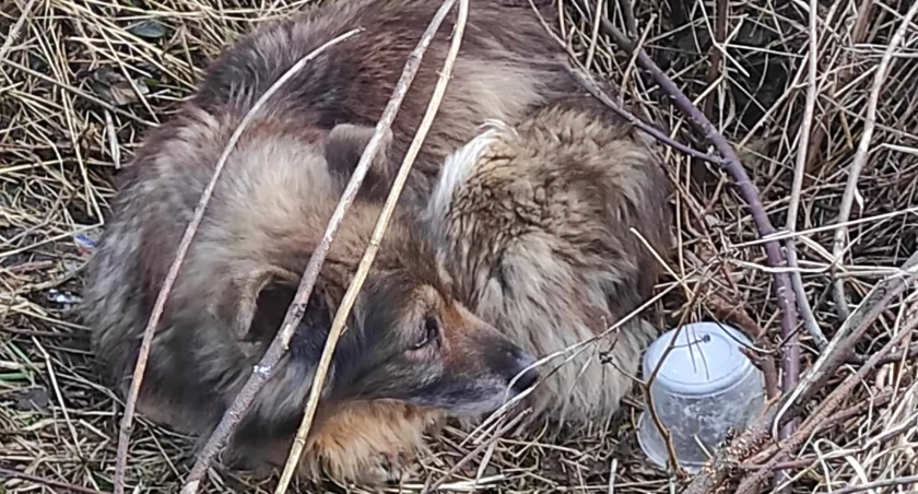 Bezdomna suczka z Gręzówki szuka domu