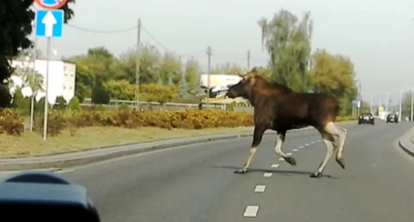Śmierć Łosia na drodze. Niebezpieczny wypadek pod Łukowem 