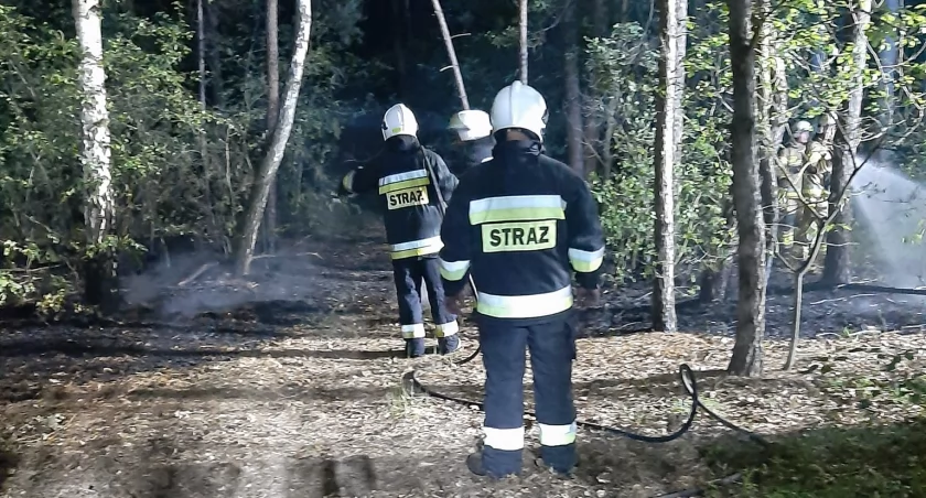 Pożar lasu w Feliksinie: Strażacy walczyli z Żywiołem