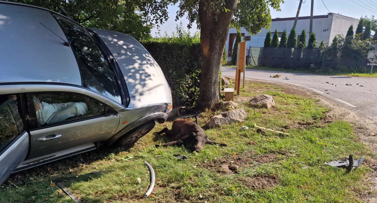 Wypadek w Siedliskach: Kobieta próbująca uniknąć zderzenia z dzikiem uderza w busa