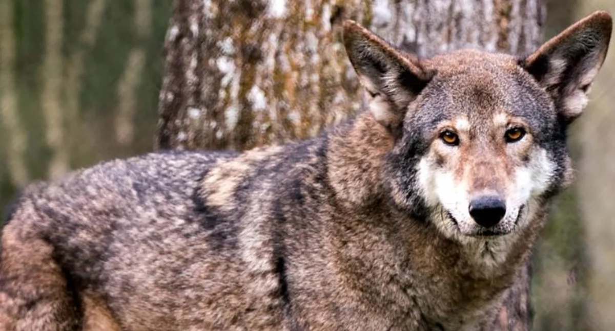 Uwaga na wilki – Gmina Wojcieszków wydaje ostrzeżenie