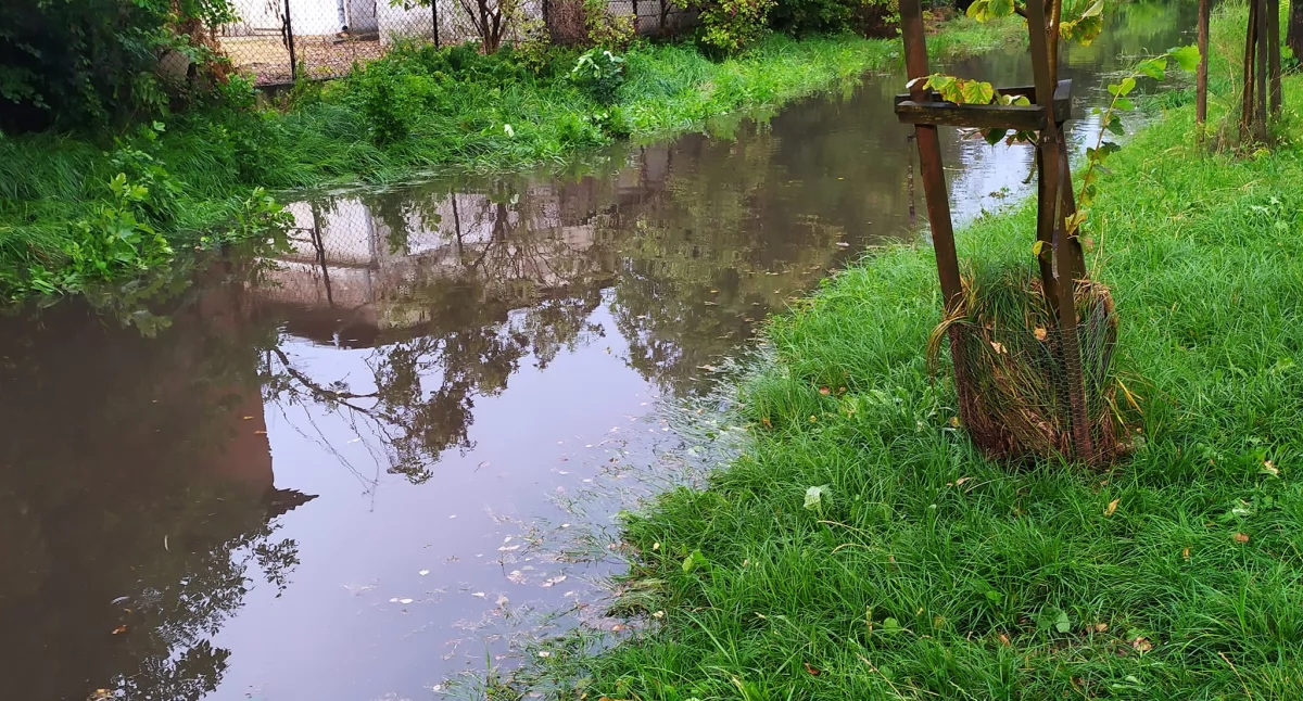  Łuków. Tyle wody w Krznie nie było od dawna! Kaczki są zadowolone! (FOTO)