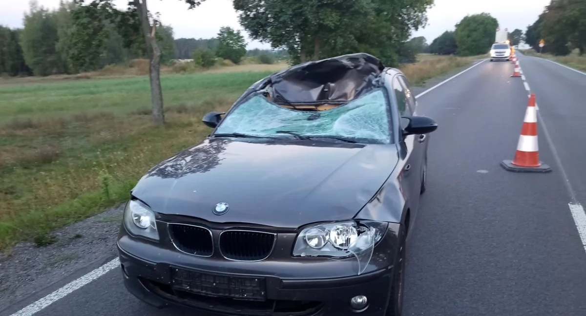Groźne zdarzenie na DK 48: BMW uderzyło w łosia, pasażerka ranna