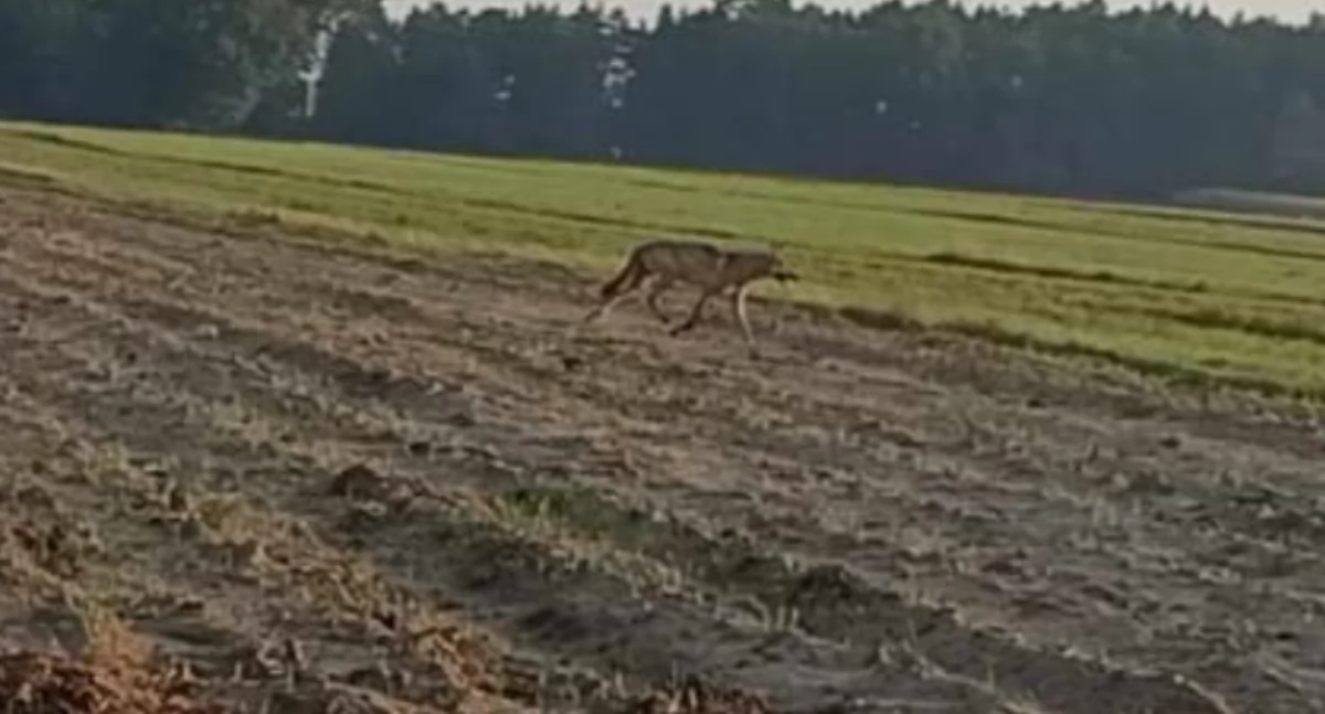  Niesamowite spotkanie z wilkami w okolicach Łukowa! Relacja świadka i film!