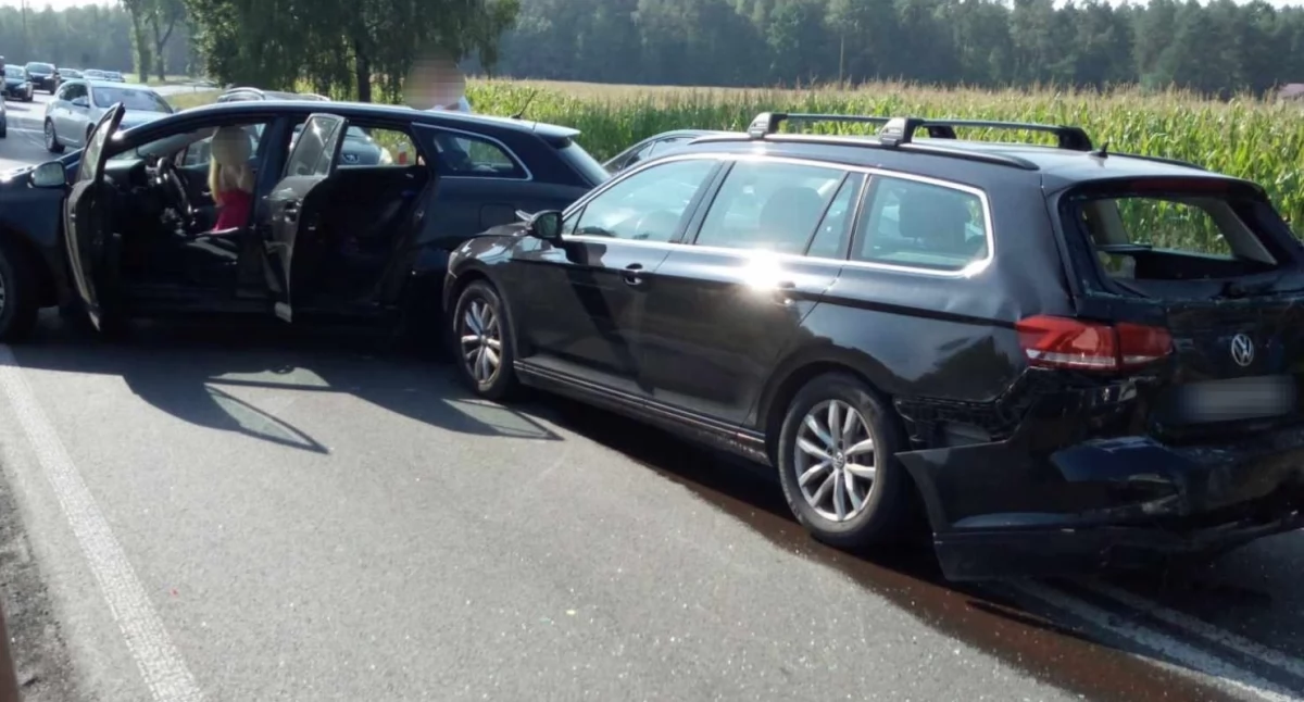 Borsuk na drodze wywołał karambol! Ciężarna kobieta w szpitalu