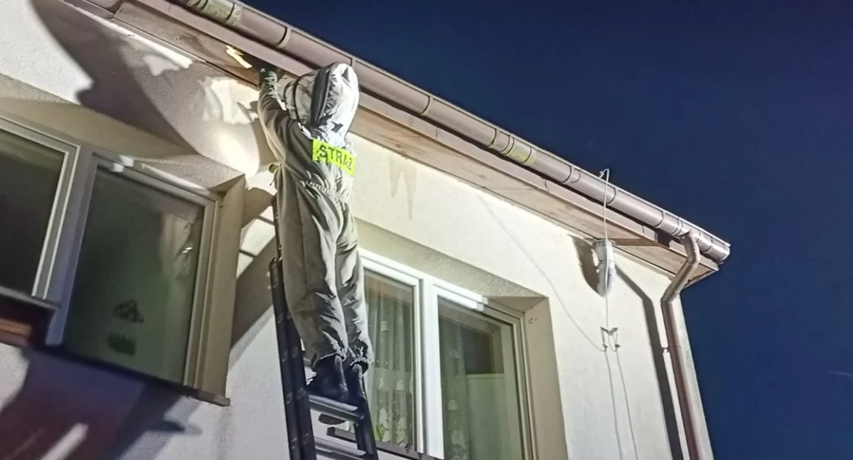Szerszenie i osy atakują! Strażacy w akcji ratunkowej w regionie