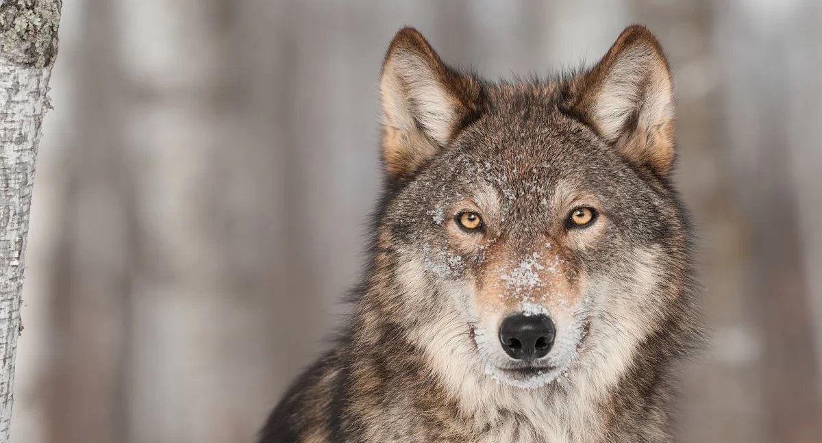 Wilki sieją postrach w powiecie łukowskim! Starosta ostrzega i radzi