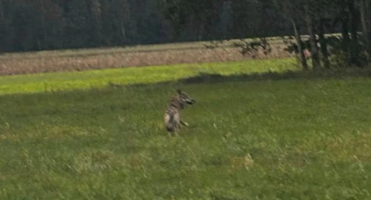 Alarm na trasie Grudź-Wandów: Wilki w pobliżu! 
