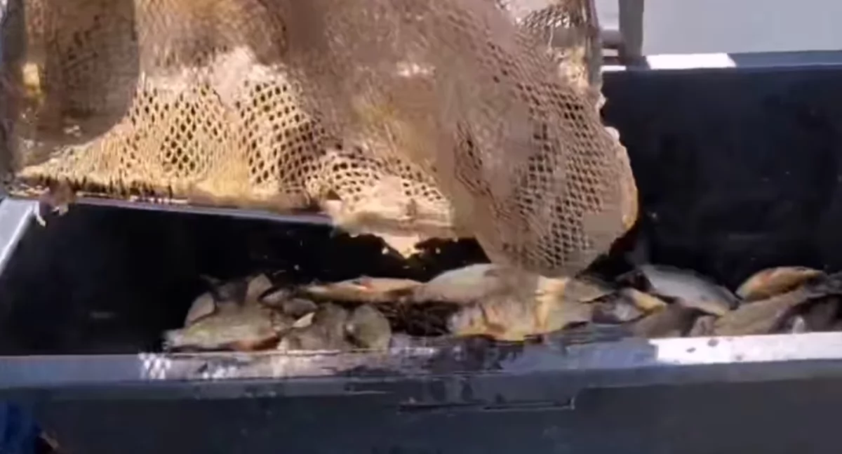 Złote karasie wracają do Łukowa! 250 kg ryb trafiło do Zalewu Zimna Woda