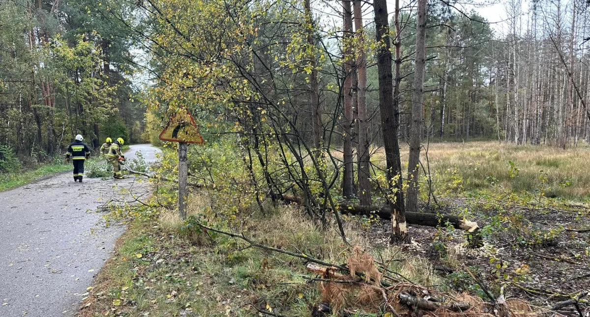 Nagłe pogorszenie pogody i powalone drzewa na drodze w gminie Krzywda