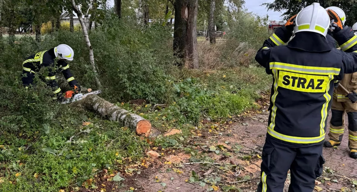 Zagrażające życiu drzewa usunięte! Szybka interwencja strażaków w Zagoździu