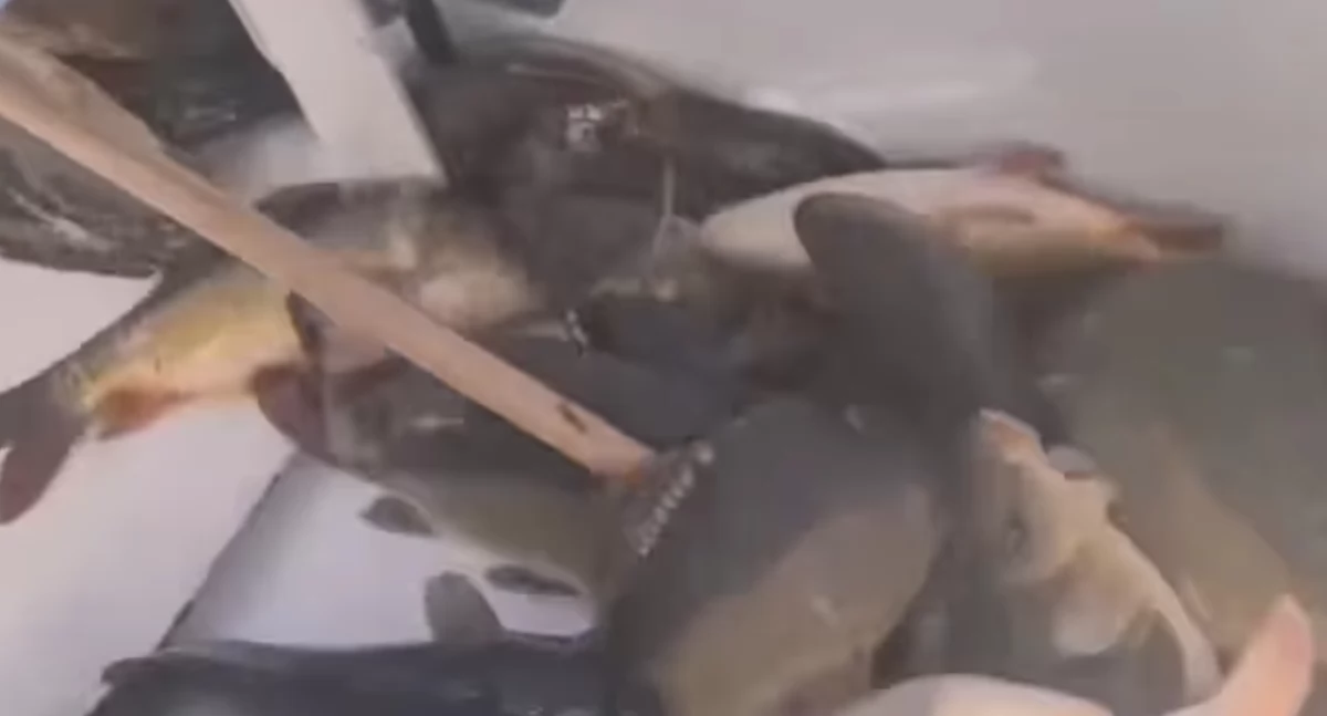 Zarybianie nad Zalewem Zimna Woda w Łukowie zakończone! Zobaczcie wideo z tego wydarzenia!