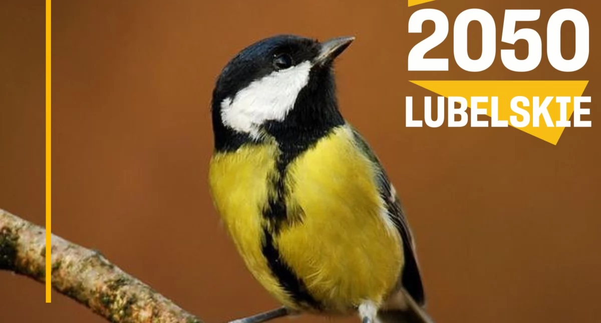 „Nie bądź dzięcioł!” – proekologiczna akcja w Łukowie. Pomóż ptakom przetrwać zimę!